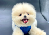 Pomeranian Boo